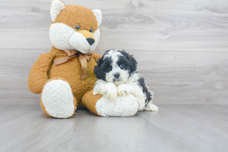 Best Shih Poo Baby