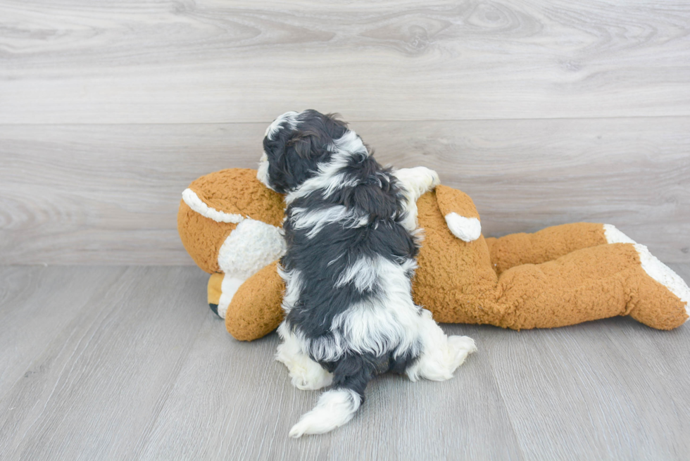 Best Shih Poo Baby