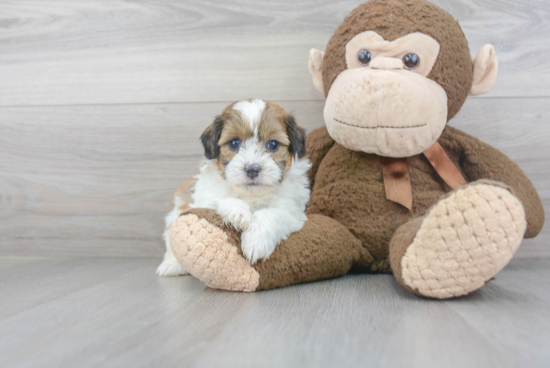 Petite Shih Poo Poodle Mix Pup