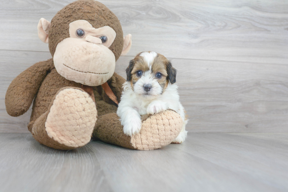 Shih Poo Pup Being Cute