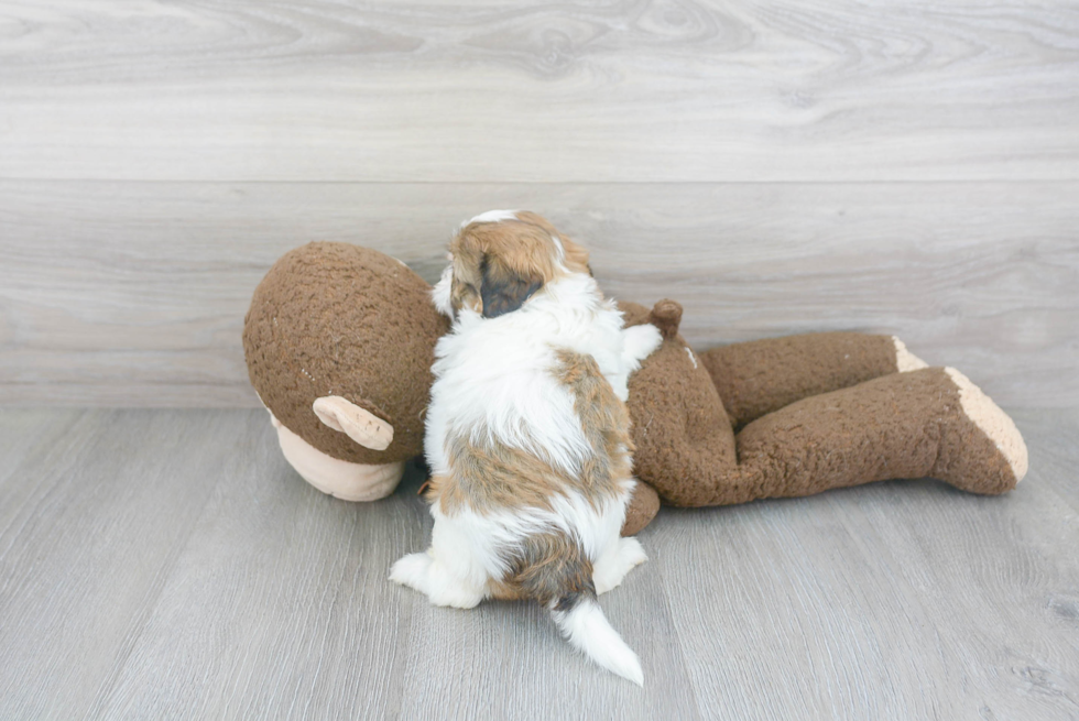 Adorable Shihpoo Poodle Mix Puppy