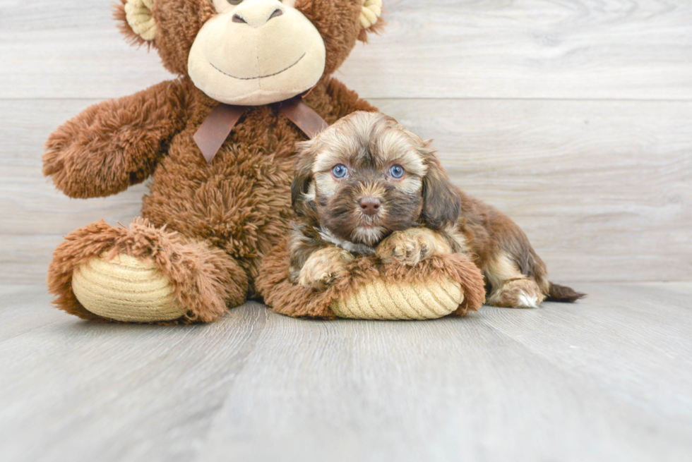 Shih Poo Puppy for Adoption