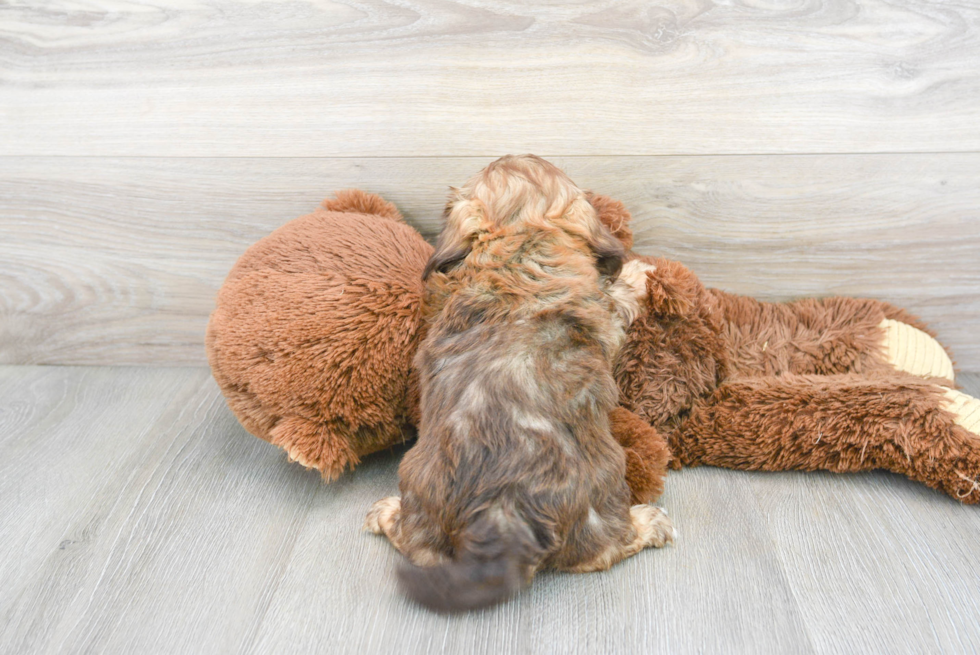 Shih Poo Pup Being Cute