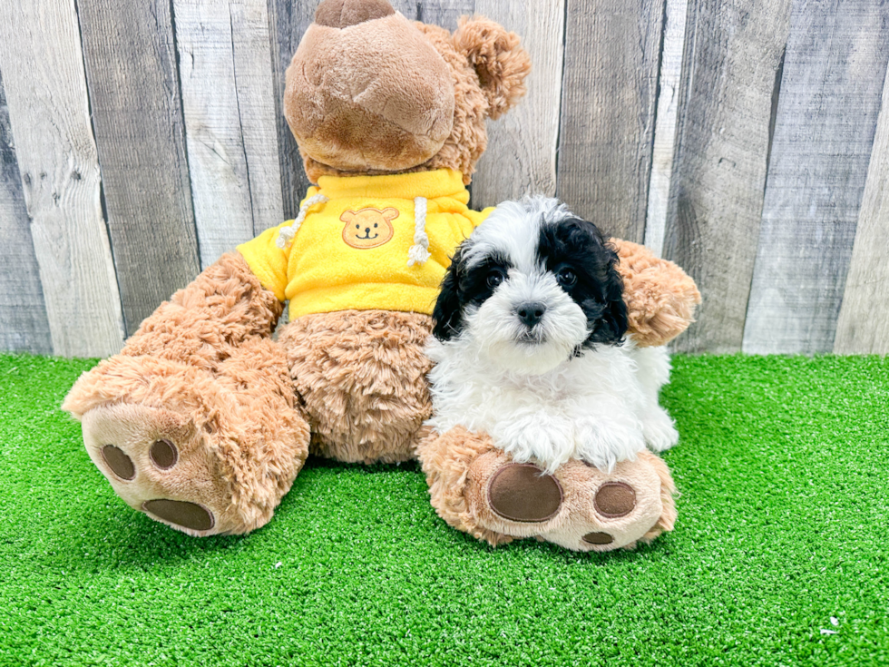 Little Shihpoo Poodle Mix Puppy