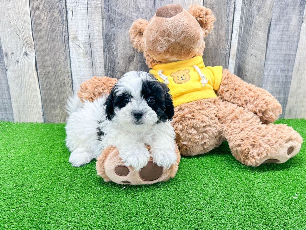 Smart Shih Poo Poodle Mix Pup