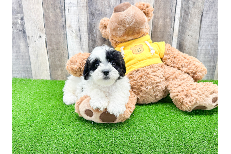 Shih Poo Pup Being Cute