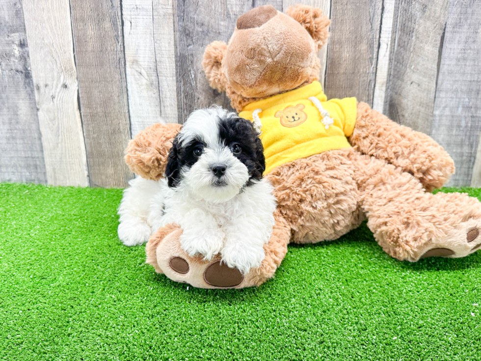 Shih Poo Pup Being Cute