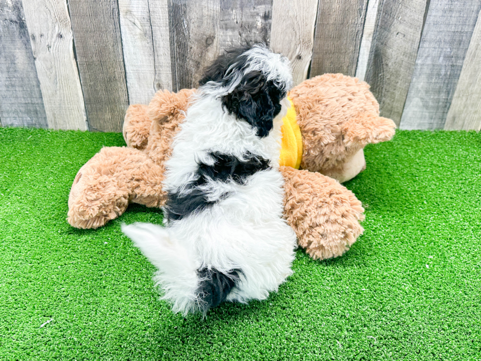 Little Shihpoo Poodle Mix Puppy