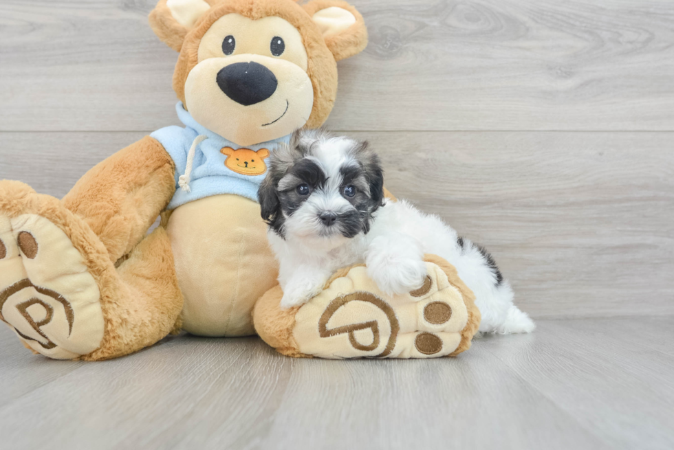 Smart Shih Poo Poodle Mix Pup