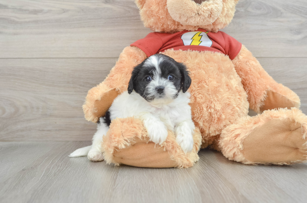 6 week old Shih Poo Puppy For Sale - Premier Pups