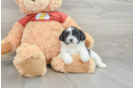 Shih Poo Puppy for Adoption