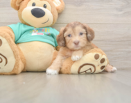 6 week old Shih Poo Puppy For Sale - Premier Pups