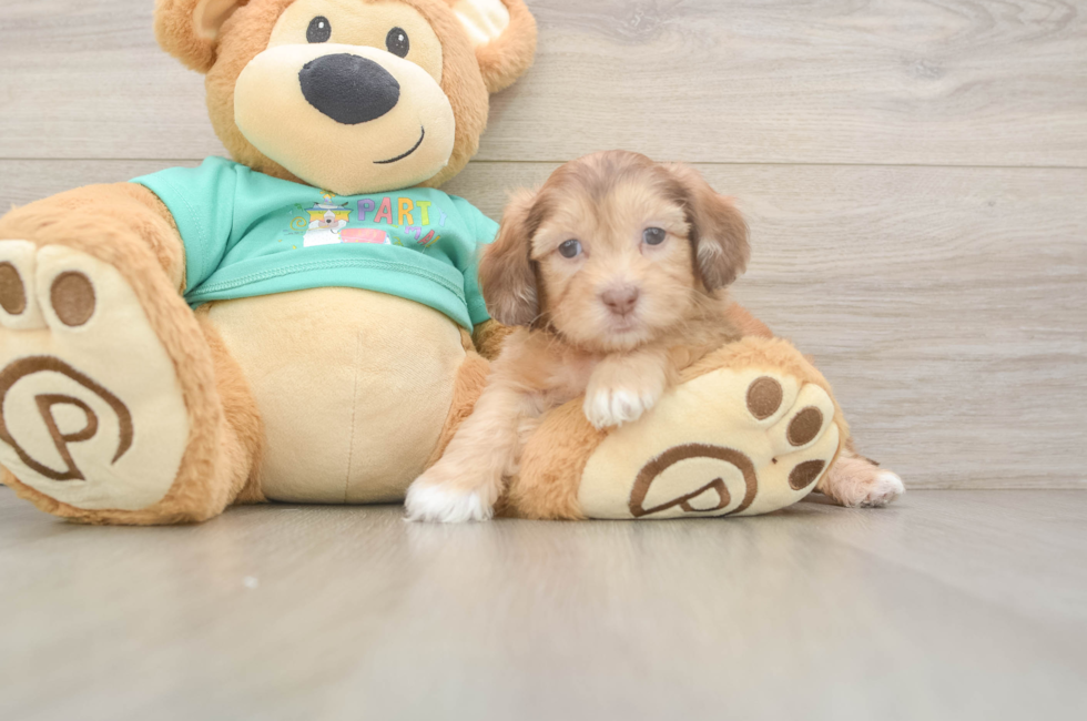 6 week old Shih Poo Puppy For Sale - Premier Pups