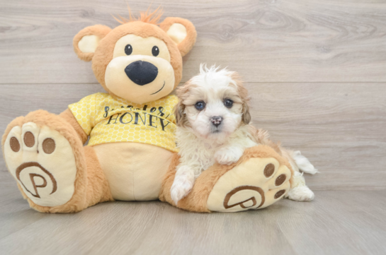 Shih Poo Pup Being Cute