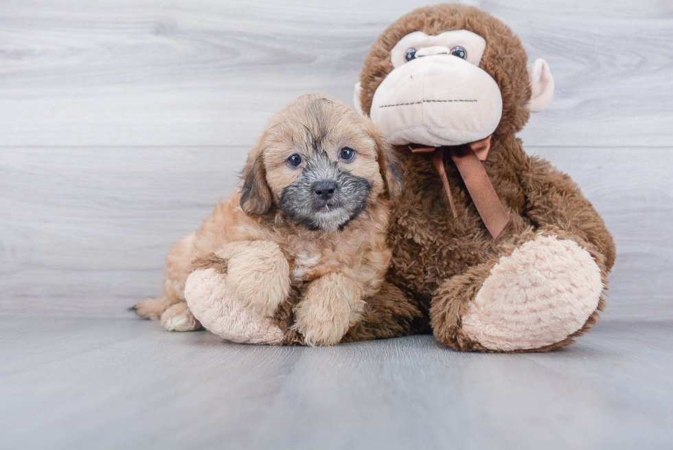 Best Shih Poo Baby