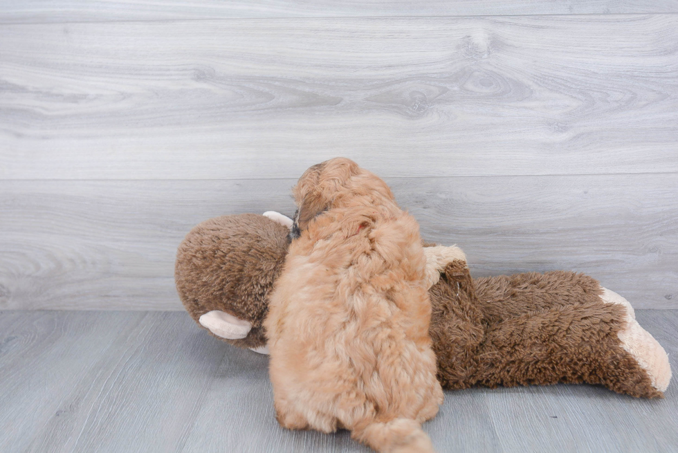 Sweet Shih Poo Baby