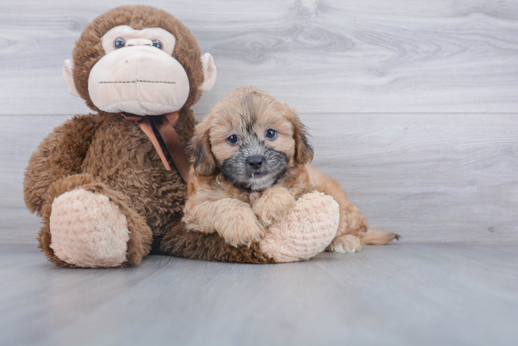 Energetic Shihpoo Poodle Mix Puppy
