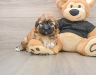 8 week old Shih Poo Puppy For Sale - Premier Pups