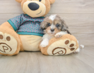 7 week old Shih Poo Puppy For Sale - Premier Pups