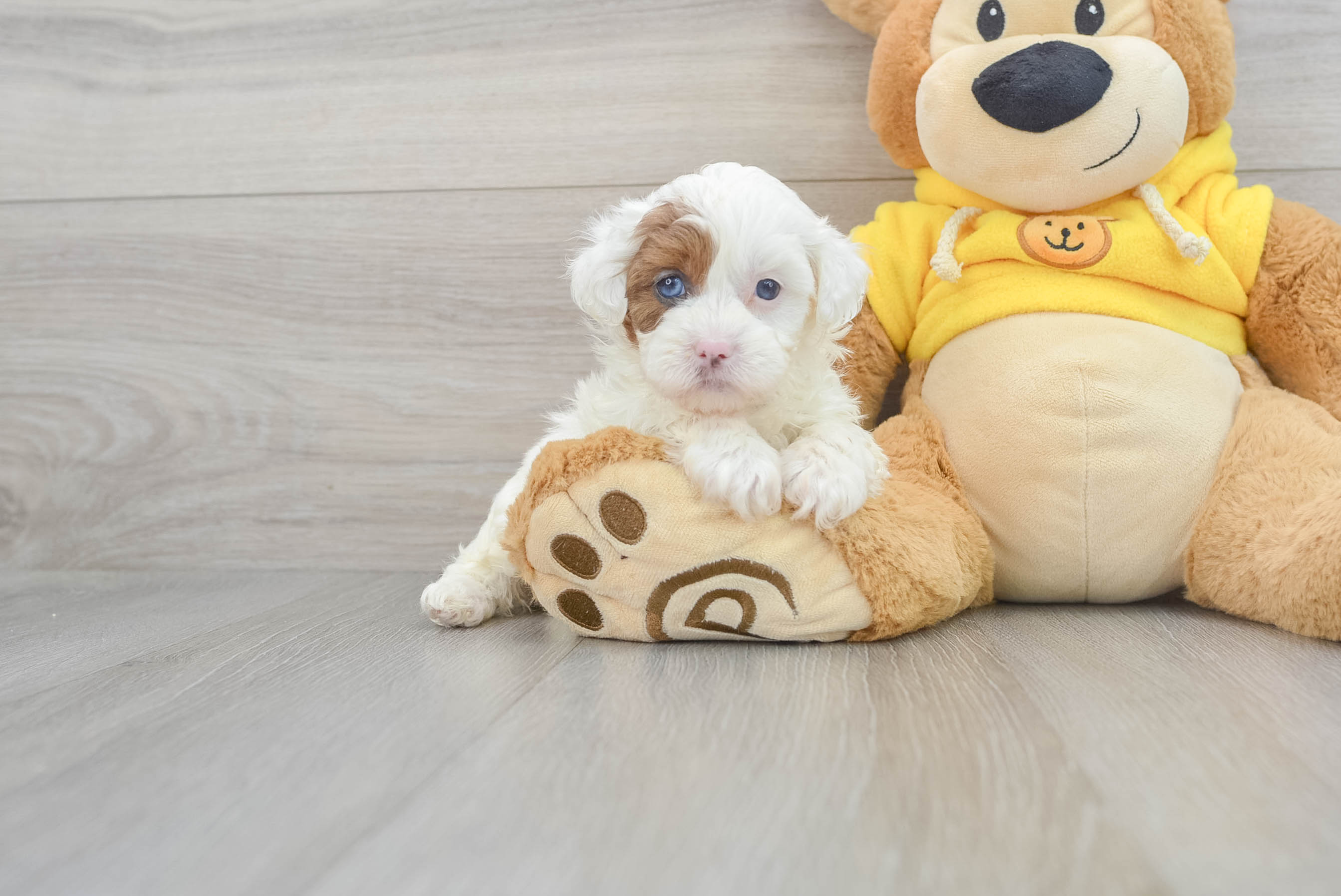 Shih Poo Puppy for Adoption
