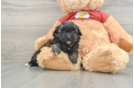 Shih Poo Pup Being Cute