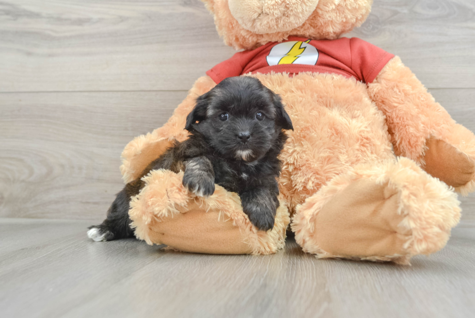 Shih Poo Pup Being Cute