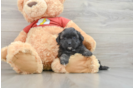 Funny Shih Poo Poodle Mix Pup