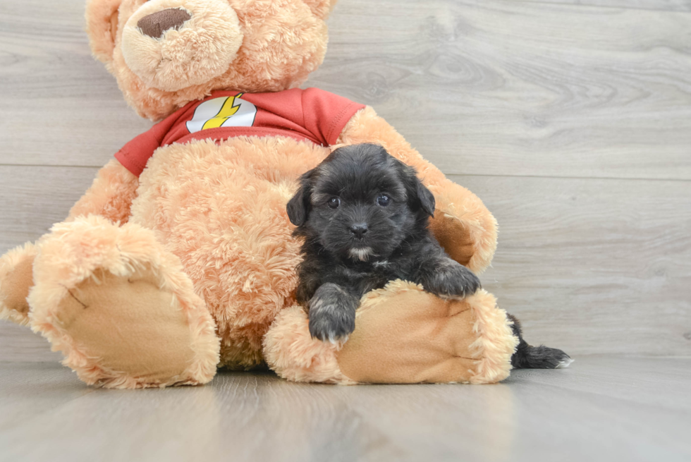 Funny Shih Poo Poodle Mix Pup