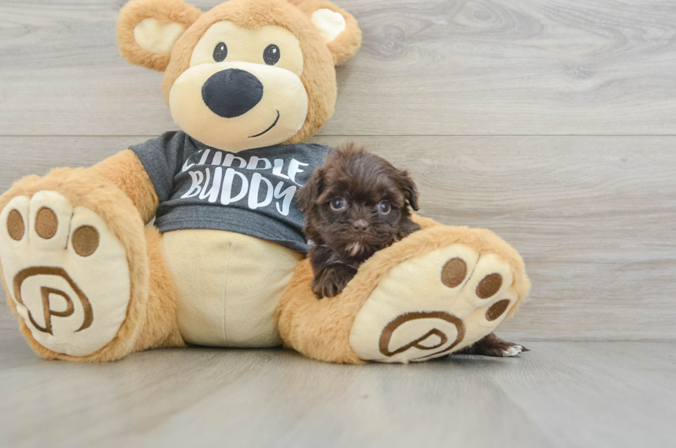 10 week old Shih Poo Puppy For Sale - Premier Pups