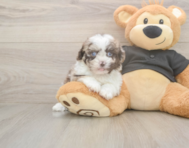 6 week old Shih Poo Puppy For Sale - Premier Pups