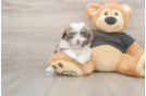 Shih Poo Puppy for Adoption
