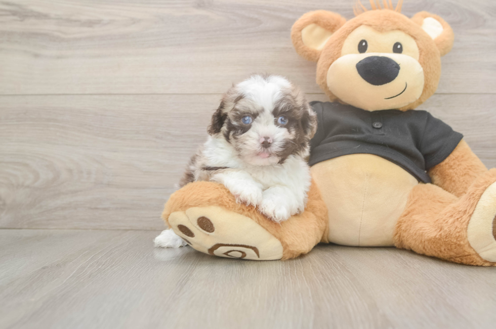 5 week old Shih Poo Puppy For Sale - Premier Pups