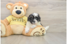 Adorable Shihpoo Poodle Mix Puppy