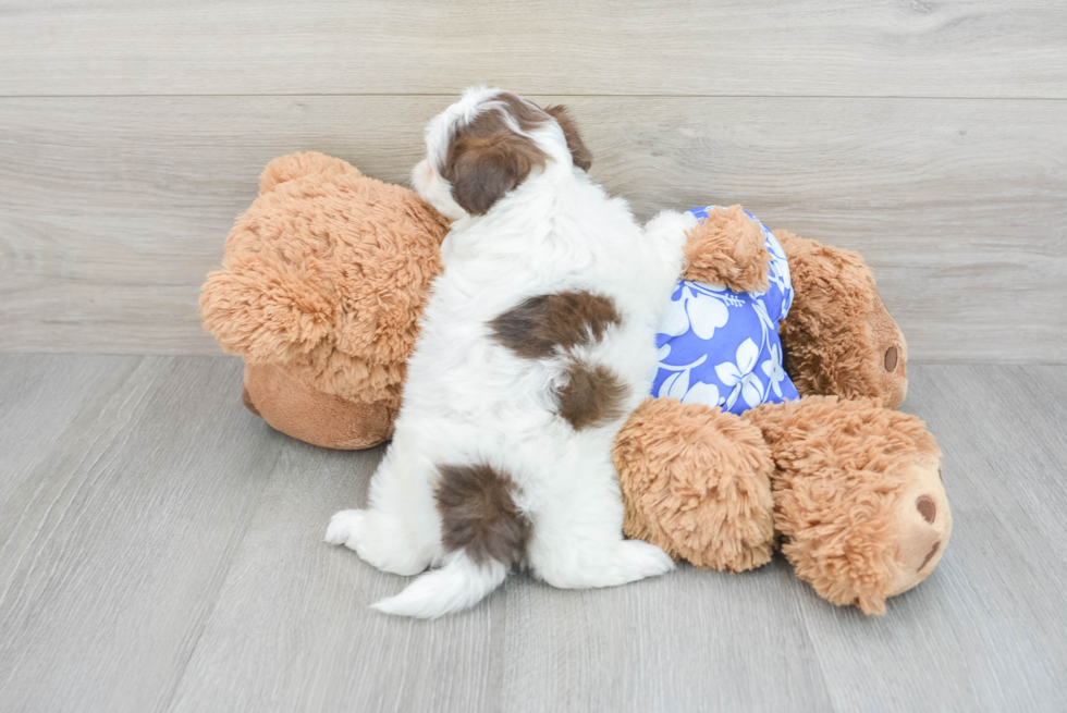Little Shih Poo Poodle Mix Puppy
