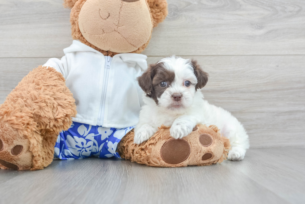 Small Shih Poo Baby