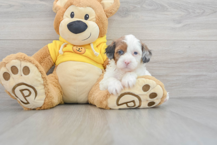 Shih Poo Puppy for Adoption