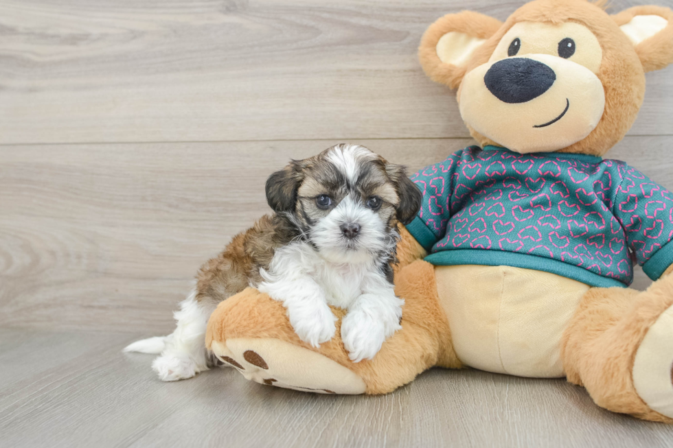 Best Shih Poo Baby