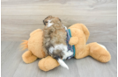 Friendly Shih Poo Baby