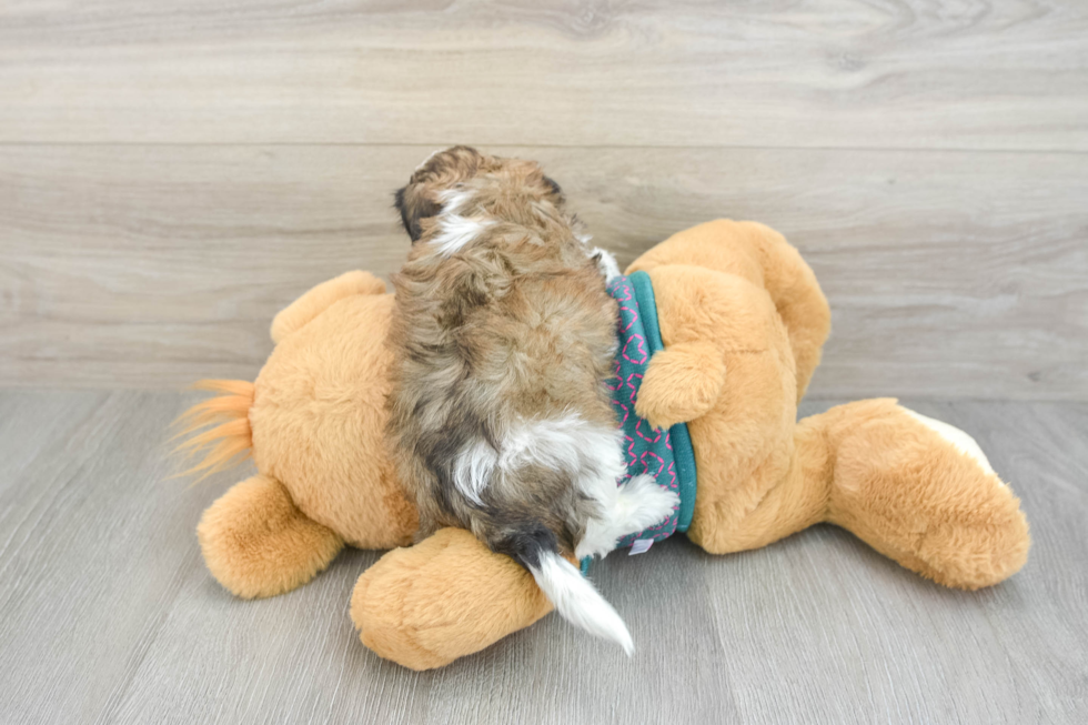 Friendly Shih Poo Baby
