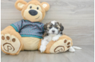 Shih Poo Pup Being Cute