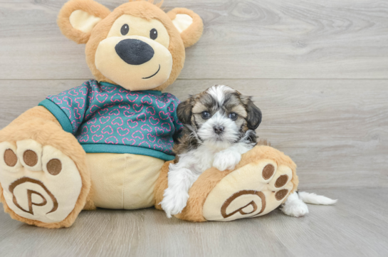 Shih Poo Pup Being Cute
