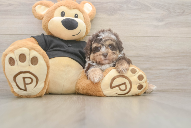 Playful Shihpoo Poodle Mix Puppy