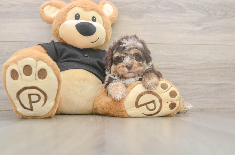 5 week old Shih Poo Puppy For Sale - Premier Pups