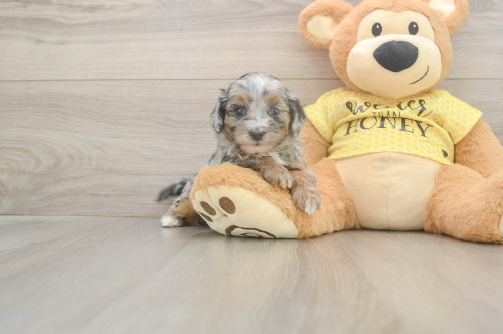 5 week old Shih Poo Puppy For Sale - Premier Pups