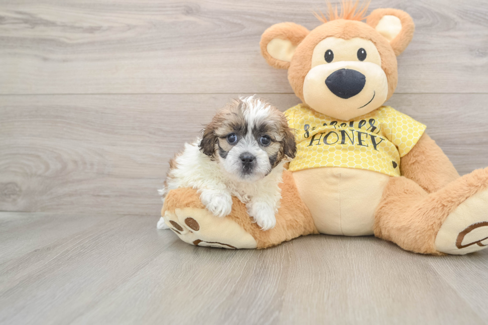 Shih Poo Puppy for Adoption