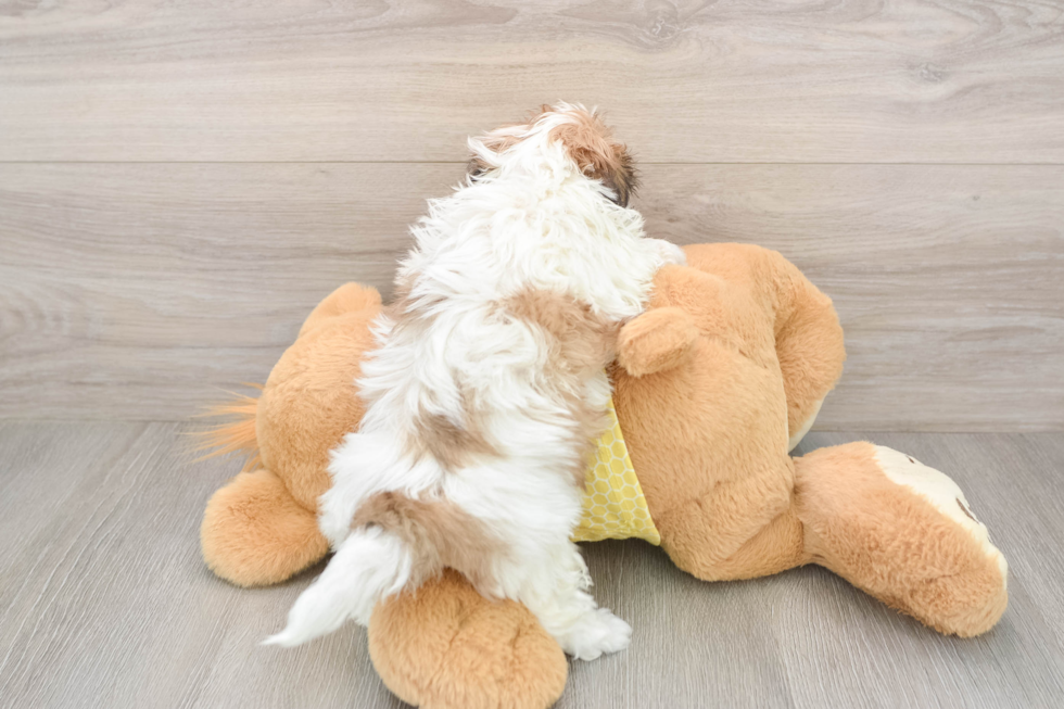 Fluffy Shih Poo Poodle Mix Pup