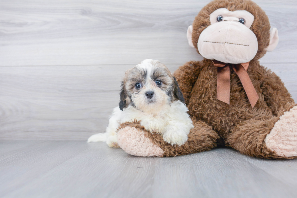 Best Shih Poo Baby