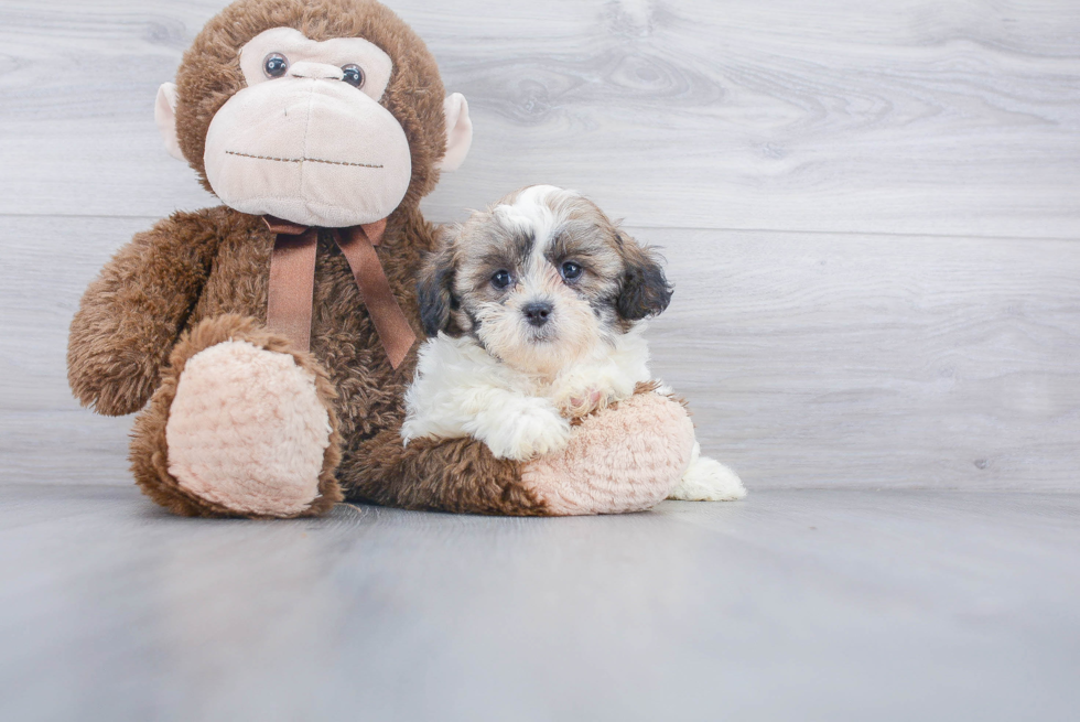 Petite Shih Poo Poodle Mix Pup