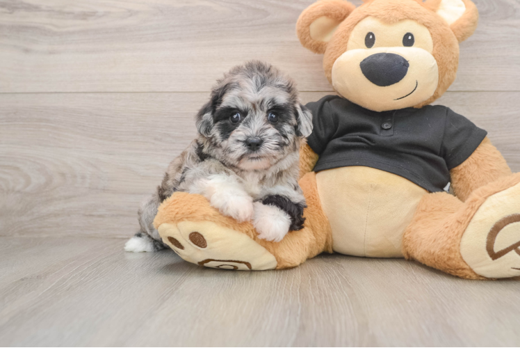 Smart Shih Poo Poodle Mix Pup
