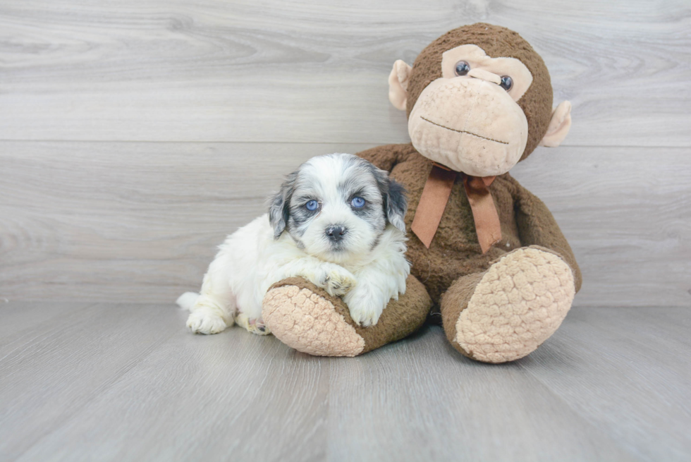 Best Shih Poo Baby